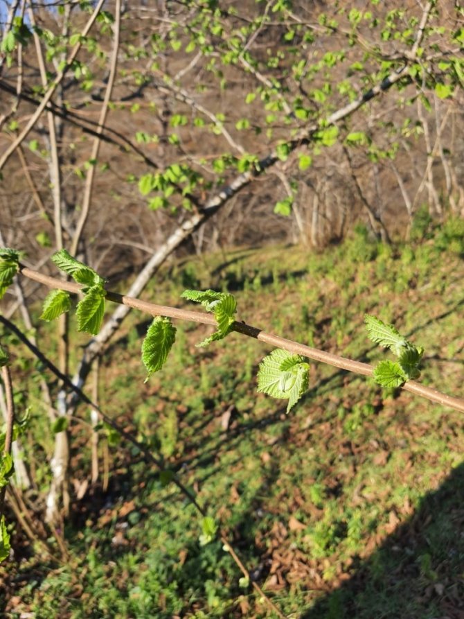 Fındık Üretcilerine Bir Don Uyarısı Da Ziraat Odaları’ndan