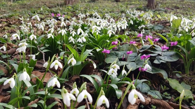 Karadeniz’de Yetişen Kardelen Çiçeğinin Nesli Tükenme Tehlikesiyle Karşı Karşıya