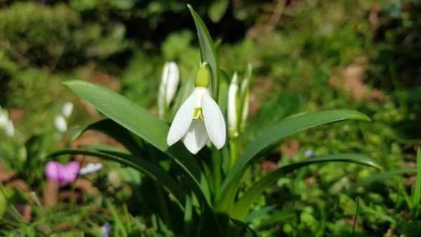 Karadeniz’de Yetişen Kardelen Çiçeğinin Nesli Tükenme Tehlikesiyle Karşı Karşıya