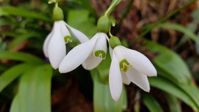 Karadeniz’de Yetişen Kardelen Çiçeğinin Nesli Tükenme Tehlikesiyle Karşı Karşıya