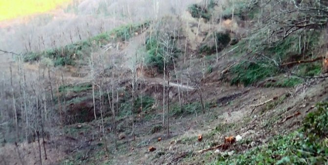 Köylü Ormanına Sahip Çıktı, Usulsüz Kesim Durduruldu