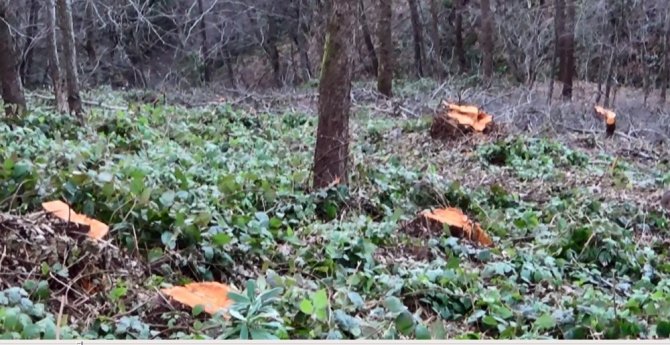 Köylü Ormanına Sahip Çıktı, Usulsüz Kesim Durduruldu