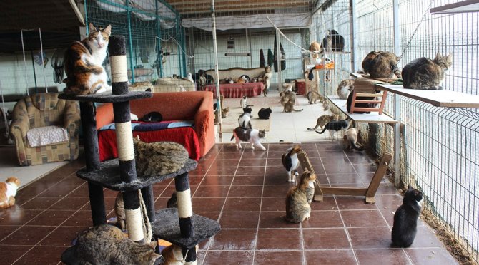 Tam 250 Kediye Ev Sahipliği Yapıyor