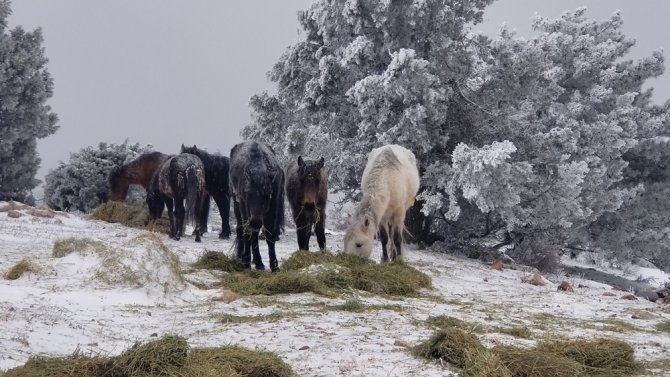 Eksi 8 Derecede Spil Dağı’nda Yaban Hayatı Unutulmadı