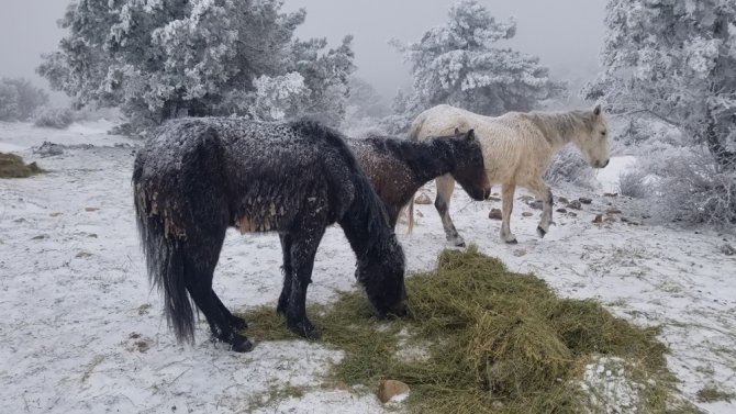 Eksi 8 Derecede Spil Dağı’nda Yaban Hayatı Unutulmadı