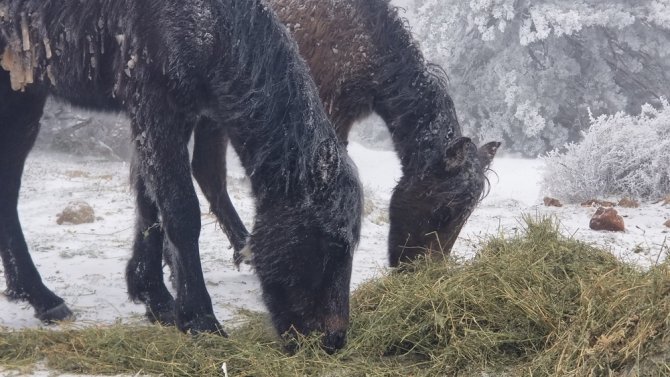 Eksi 8 Derecede Spil Dağı’nda Yaban Hayatı Unutulmadı