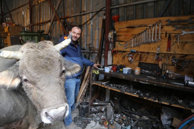 Tamirhanede Beslediği 900 Kiloluk Boğasını 8 Yıldır Bir An Olsun Yanından Ayırmıyor