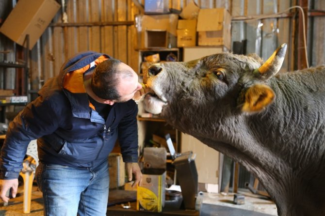 Tamirhanede Beslediği 900 Kiloluk Boğasını 8 Yıldır Bir An Olsun Yanından Ayırmıyor