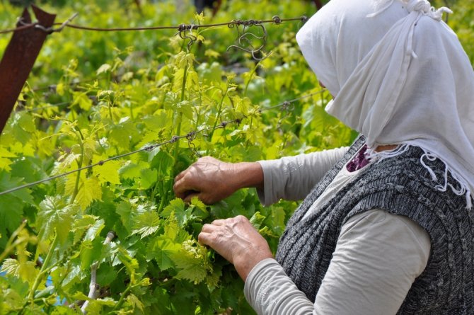 Manisa’nın Asma Yaprağı İçin ‘Coğrafi İşaret’ Tescil Çalışmaları Başladı