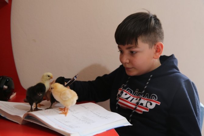 11 Yaşındaki Yusuf Kendi Yaptığı Kuluçkayla Civciv Üretiyor