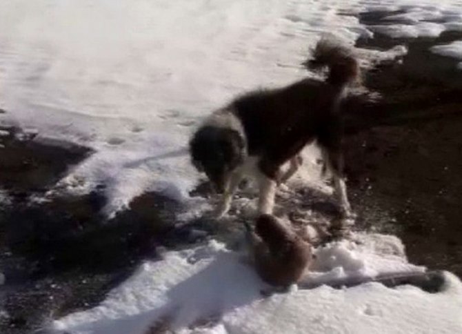 Köpeklerin Parçalamaya Çalıştığı Su Samuru Son Anda Kurtuldu