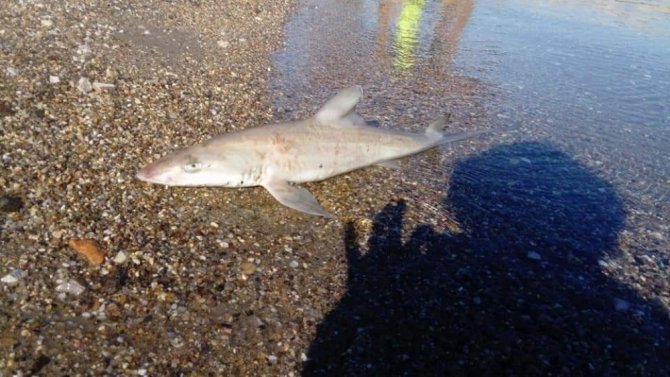 Bodrum’da Sahile Ölü Köpek Balığı Vurdu