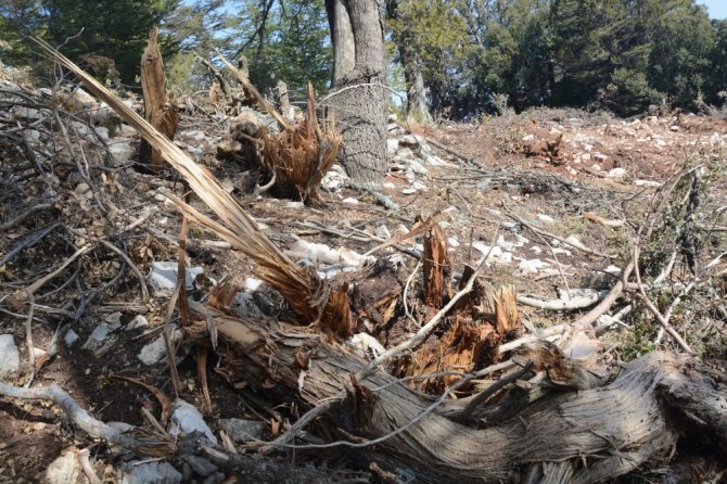 Antalya’da Hazine Ve Sarı Alan Arazilerindeki Ağaç Katliamına Tepki