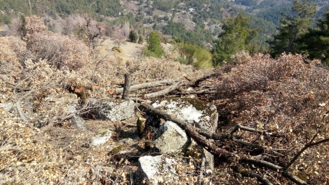 Antalya’da Hazine Ve Sarı Alan Arazilerindeki Ağaç Katliamına Tepki
