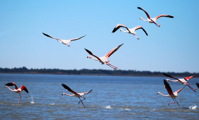 Flamingoların Gökyüzü Dansı