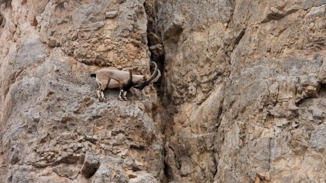Kayaların Usta Tırmanıcıları