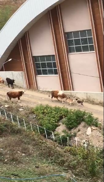 Artvin’de Başı Boş Köpeklerin Saldırdığı İneklerin Zor Anları