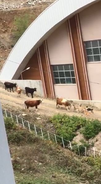 Artvin’de Başı Boş Köpeklerin Saldırdığı İneklerin Zor Anları
