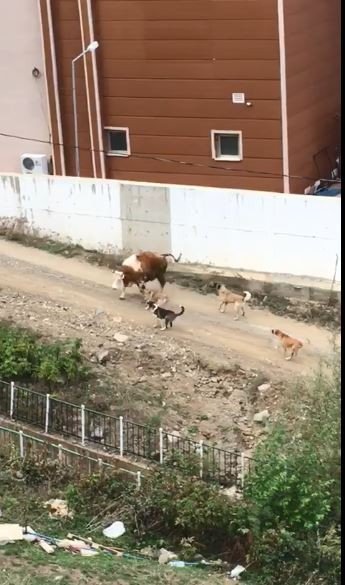 Artvin’de Başı Boş Köpeklerin Saldırdığı İneklerin Zor Anları