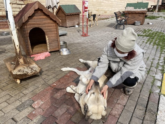 Tren İstasyonunda Ayağı Kopan Köpek Sağlığına Kavuştu