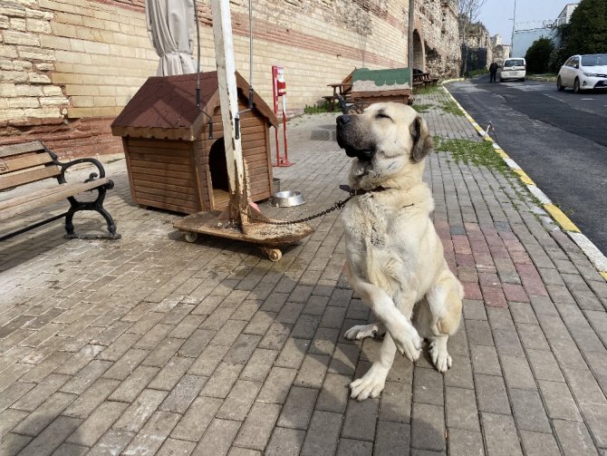 Tren İstasyonunda Ayağı Kopan Köpek Sağlığına Kavuştu