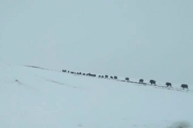 Onlarcası Bir Arada Görüntülendi, Görüntüler Hayrete Düşürdü