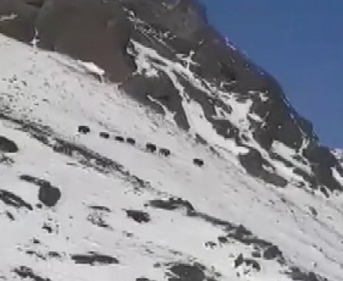 Onlarcası Bir Arada Görüntülendi, Görüntüler Hayrete Düşürdü