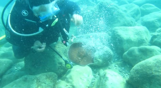 Ünlü Profesöre Su Altında Elektrikli Vatoz Balığı Şoku