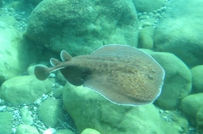 Ünlü Profesöre Su Altında Elektrikli Vatoz Balığı Şoku