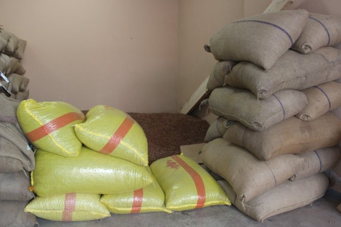 Giresun’da Fındık Fiyatları 24 Lira Civarında Seyrediyor