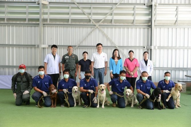 Taylandlı Bilim İnsanları 6 Köpeği Covid-19 Testi İçin Eğitti