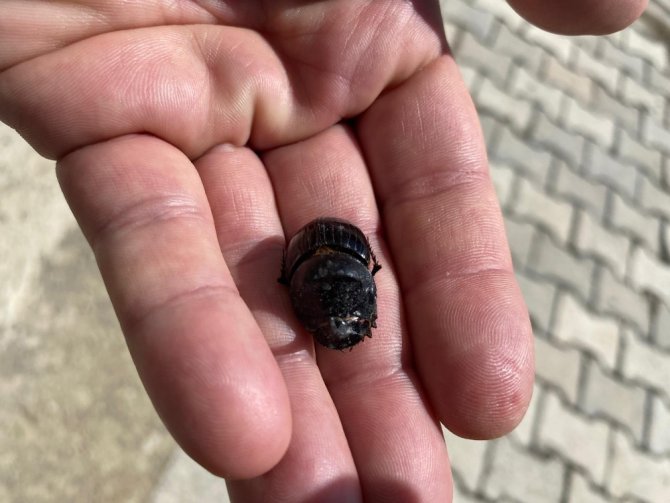 Diyarbakır’da Gergedan Böceği Bulundu