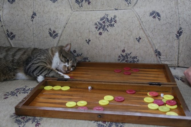 Kedinin Tavla Merakı