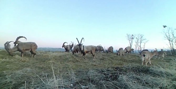 Popülasyonu Artan Dağ Keçileri Foto Kapanla Görüntülendi