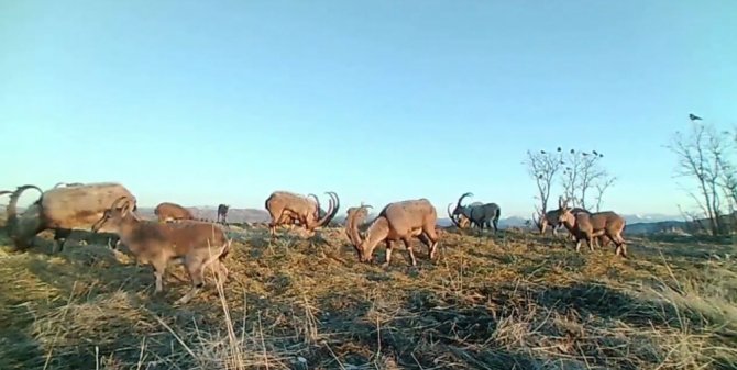 Popülasyonu Artan Dağ Keçileri Foto Kapanla Görüntülendi