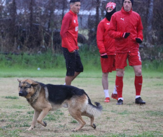 Sivasspor İdmanına Davetsiz Misafir