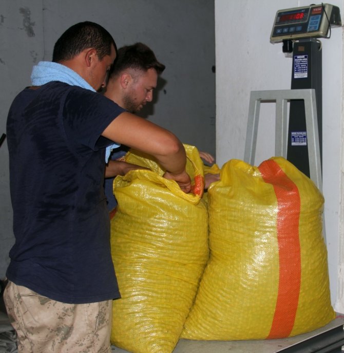 Fındık Fiyatı Haftayı Düşüşle Kapattı