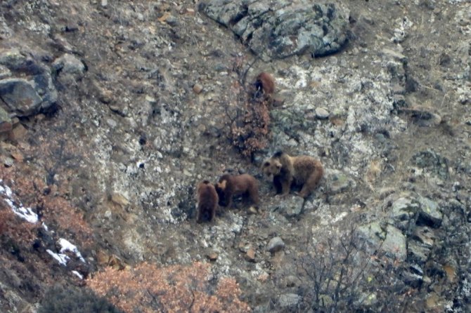 Gümüşhane’de Kış Uykusundan Uyanan Ayılar Kameralara Takıldı
