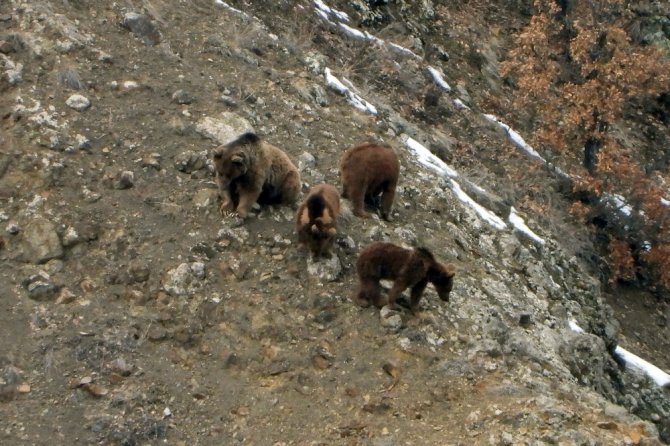Gümüşhane’de Kış Uykusundan Uyanan Ayılar Kameralara Takıldı