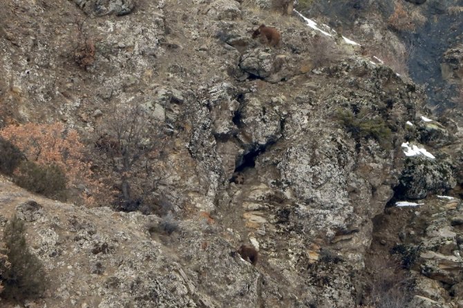Gümüşhane’de Kış Uykusundan Uyanan Ayılar Kameralara Takıldı