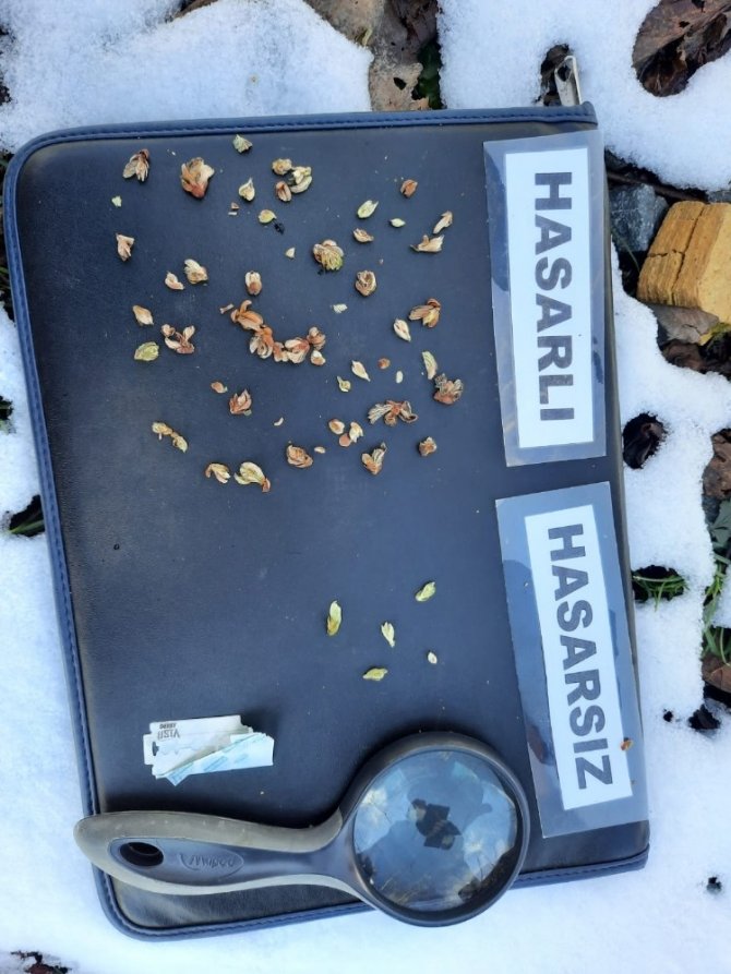 Fındıkta Zirai Don Tespiti İçin Çalışma Başlatıldı