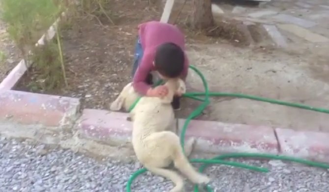 Köpeği Isıran Çocuk Görenleri Gülme Krizine Soktu