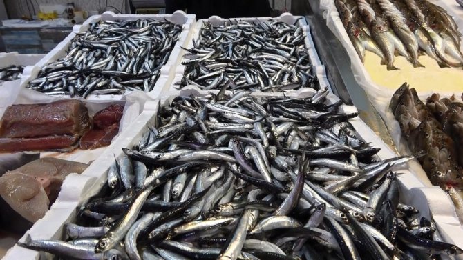 Av Sezonun Sonlarına Doğru Trabzon Açıklarında Kendini Gösterdi Ama Fiyatı El Yakıyor