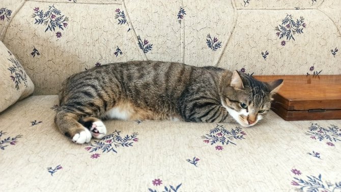 Tavlacı Kedi Sosyal Medya Fenomeni Oldu