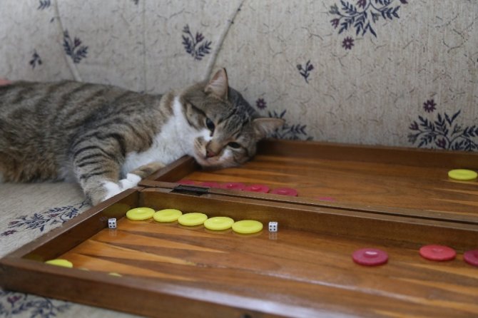 Tavlacı Kedi Sosyal Medya Fenomeni Oldu