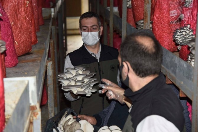 İstiridye Mantarı Orman Köylüsünün Gelir Kapısı Oldu