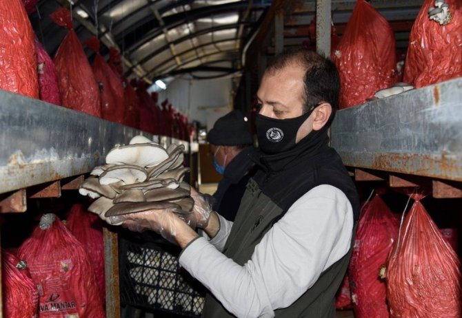 İstiridye Mantarı Orman Köylüsünün Gelir Kapısı Oldu