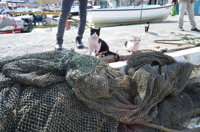 Marmara Büyük Baskı Altında: Salya Tehlikesi 2 Aydır Geçit Vermiyor