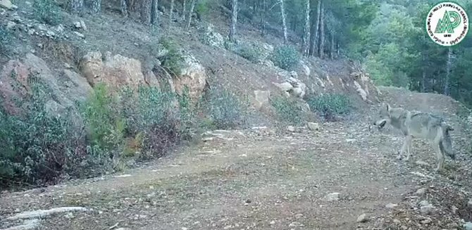 Burdur’da Doğal Yaşam Fotokapan İle Görüntülendi