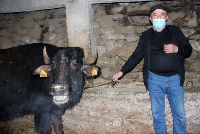 Giresun’da Manda Yetiştiriciliği Yüz Güldürüyor